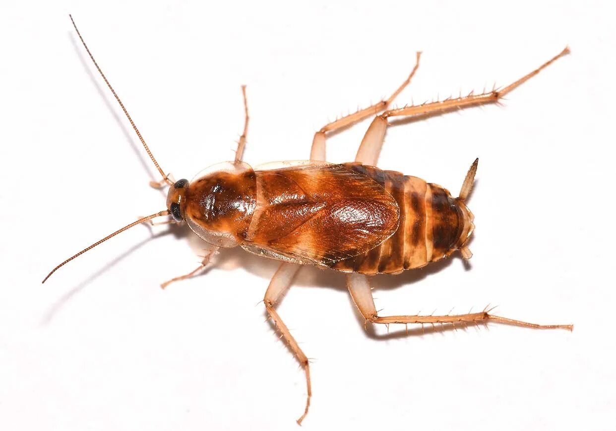 Brown banded. Brown Banded Cockroach. Brown Banded Cockroach таракан. Мебельный (коричневополосый) таракан. Brown Banded тараканы.