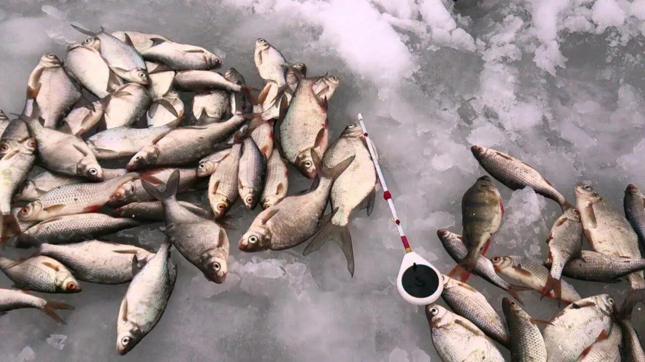 Можайское водохранилище зимняя рыбалка. Можайское водохранилище рыбалка летняя. Троица Можайское водохранилище рыбалка. Можайское водохранилище рыбалка зимой. Клев на рузском