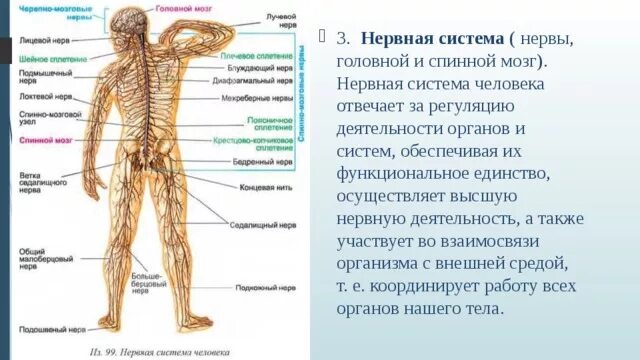 Строение тела человека нервная система. Строение нервной системы с описанием. Строение центральной нервной системы спинной мозг. Строение человека скелет нервная система.