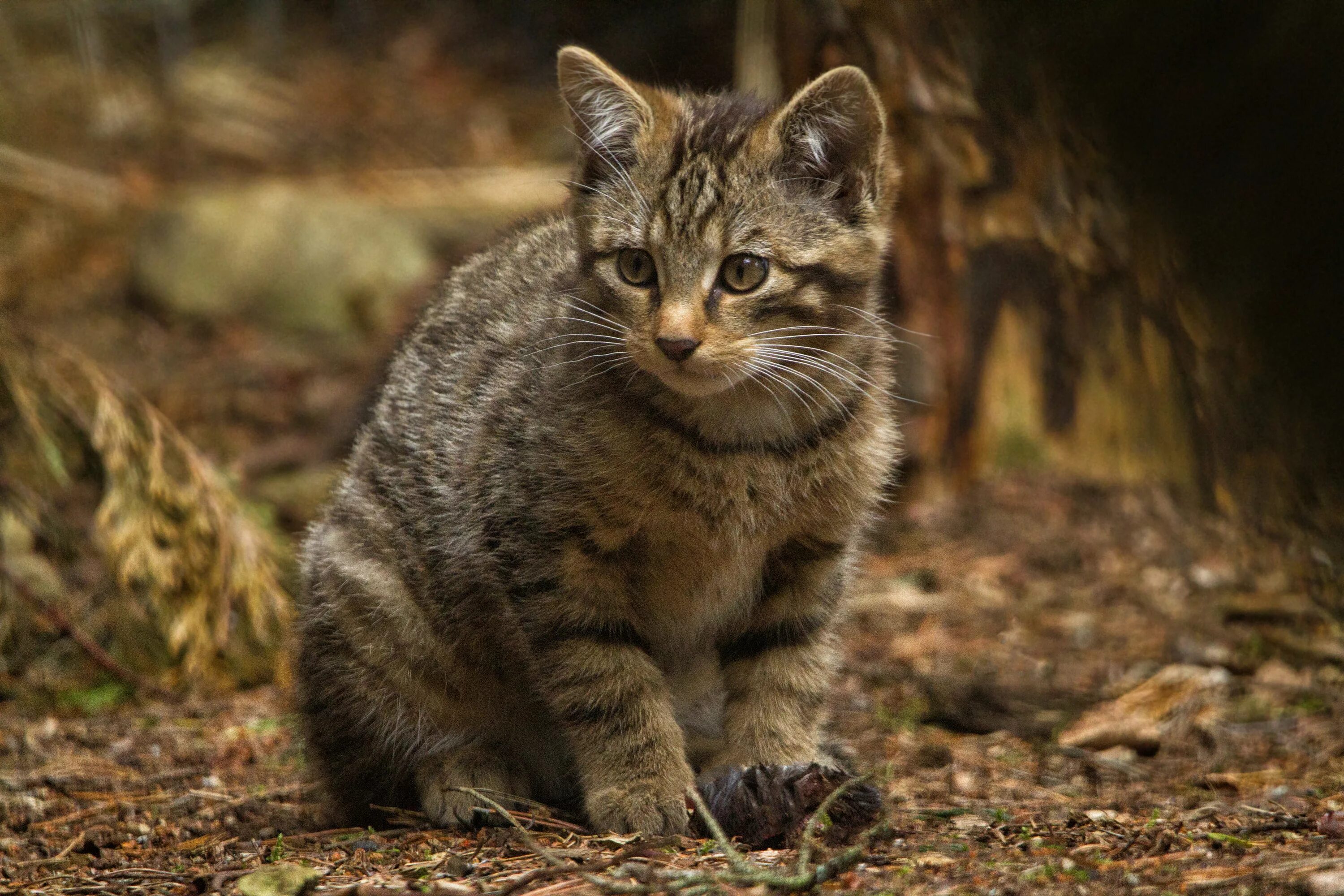 Европейский дикий Лесной кот. Лесной кот Felis Silvestris. Шотландская Лесная кошка. Европейский камышовый кот.