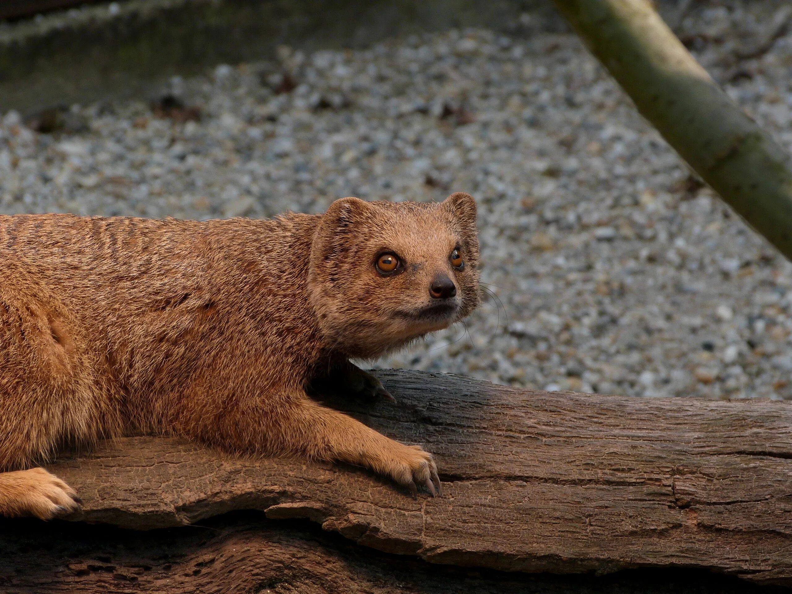 Animal 1 животное. Черноногий Мангуст. Короткохвостый Мангуст. Белохвостый Мангуст. Королевский Мангуст.