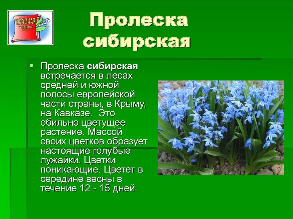 Красная книга сибирской области. Растение пролеска Сибирская. Пролеска Сибирская характеристика. Пролеска Сибирская в Орловской области. Вымершие растения России пролеска Сибирская.