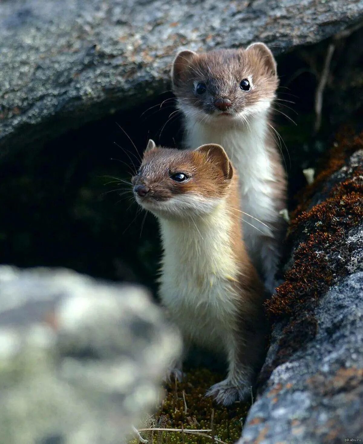 Звери малой земли. Ласка (Mustela nivalis). Горностай (Mustela erminea). Солонгой Забайкальский. Ласка Mustela nivalis Linnaeus, 1766.