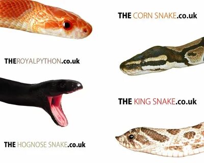 Snake перевод на русский с транскрипцией