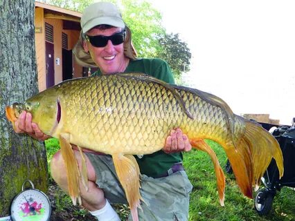 Dayo competition carp