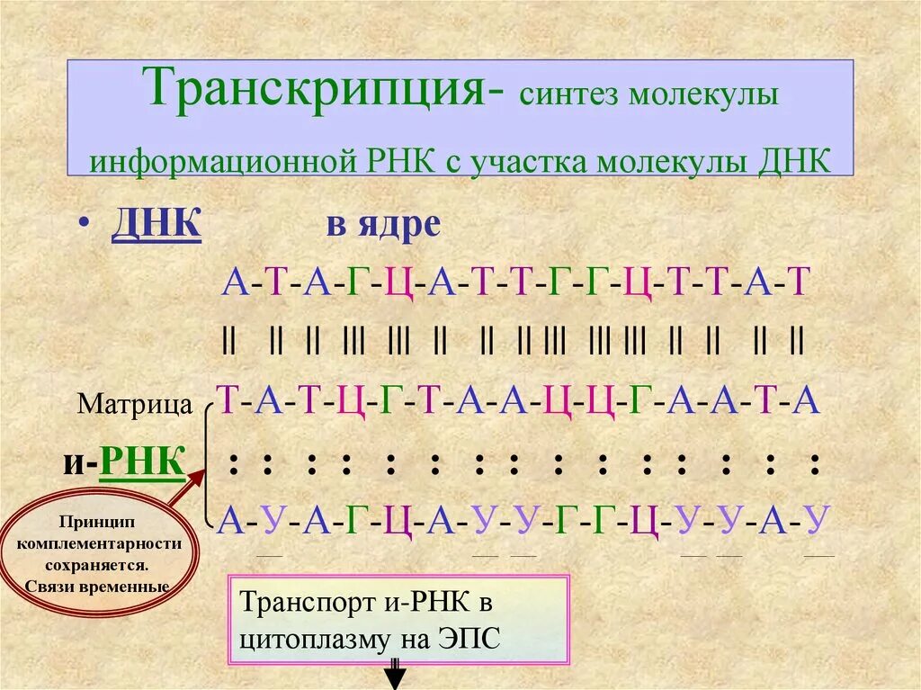 Кодирующая цепь днк имеет последовательность. Биосинтез белка транскрипция а-т г-ц. Биосинтез белка принцип комплементарности. Транскрипция РНК. Транскрипция ИРНК.