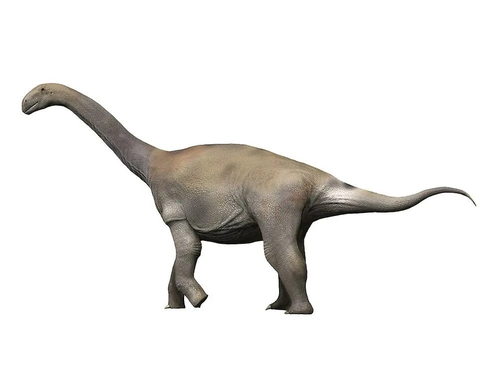 Как он называется динозавр. Turiasaurus riodevensis. zby atlanticus. завроподы. sauropods динозавр.