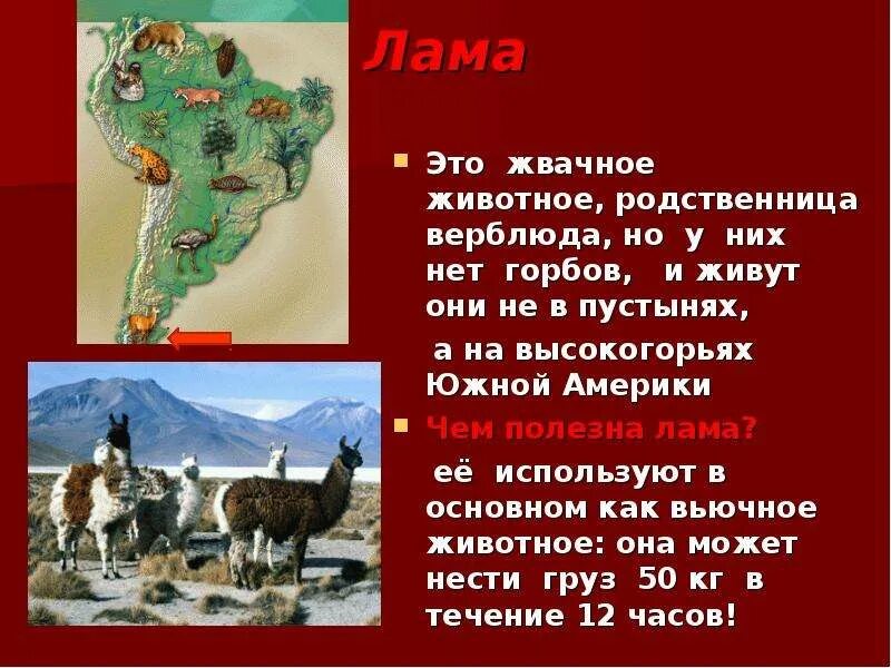 Новая песня а4 лама текст. Лама презентация. Лама энциклопедия. Рассказ про ламу. Проект про ламу.