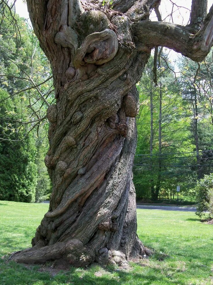 I see trees