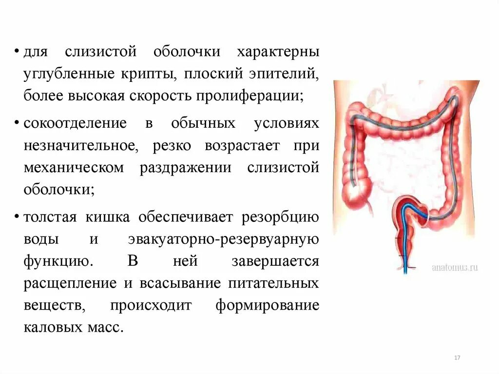 Слизистая толстой кишки. Слизистая Толстого кишечника. Пролиферация эпителия кишечника. Для Толстого кишечника характерна. Функции слизистой кишечника