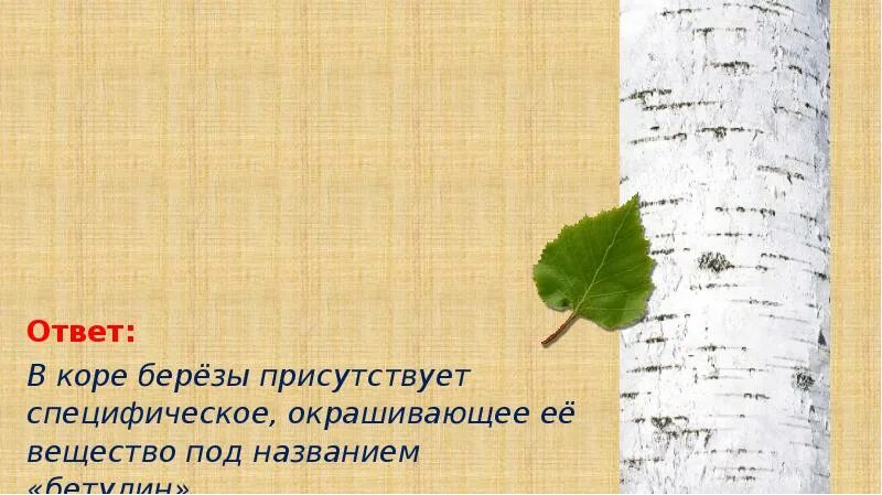 Особенности коры березы. Особенности коры березы. Какое из перечисленных ниже свойств коры березы. Лёгкие изделия из бересты. Грибы растут с северной стороны дерева.