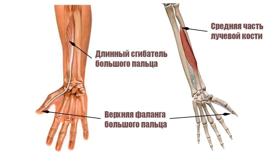 Длинный сгибатель пальцев кисти. Поверхностный сгибатель пальцев кисти. Сухожилие длинного разгибателя 1 пальца кисти. Локтевой разгибатель предплечья кисти. Длинный сгибатель большого пальца кисти m.