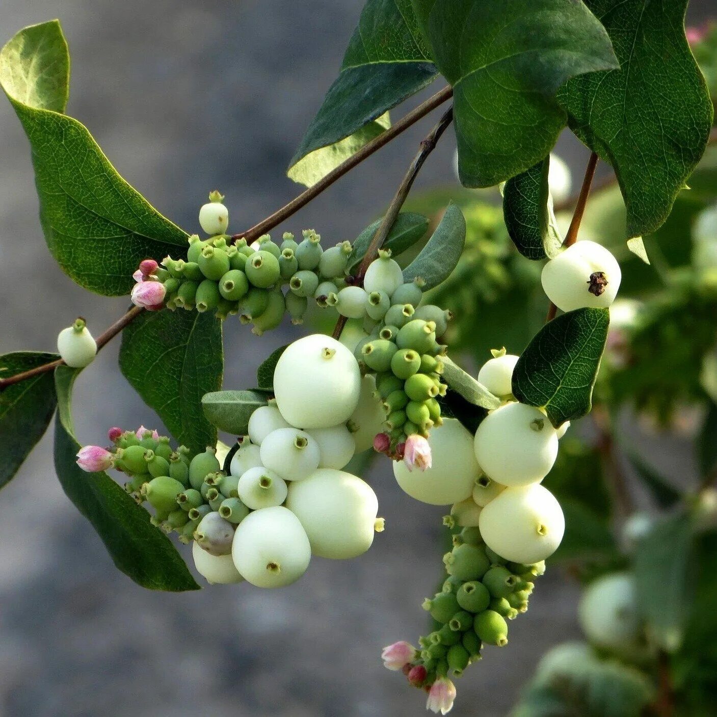 Снежноягодник белый symphoricarpos albus. Снежноягодник белый symphoricarpos albus. Снежноягодник доренбоза вайт хедж. Снежноягодник белый живая изгородь. Снежноягодник доренбоза вайт хедж.