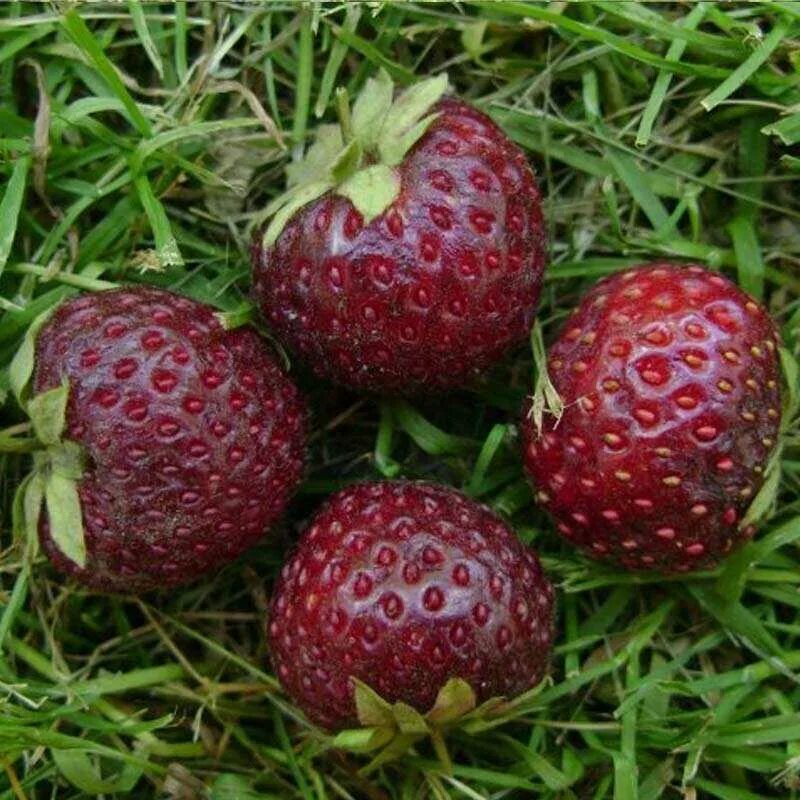 Мице шиндлер клубника фото описание. Земляника мице шиндлер. сорт клубники мице шиндлер. земляника (сорт мице шиндлер. земляника садовая мизе шиндлер.