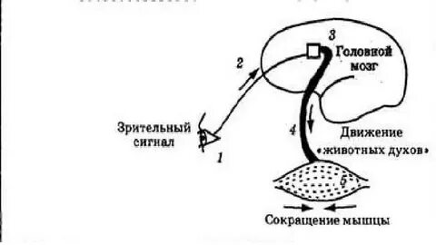 Мышление рефлекс