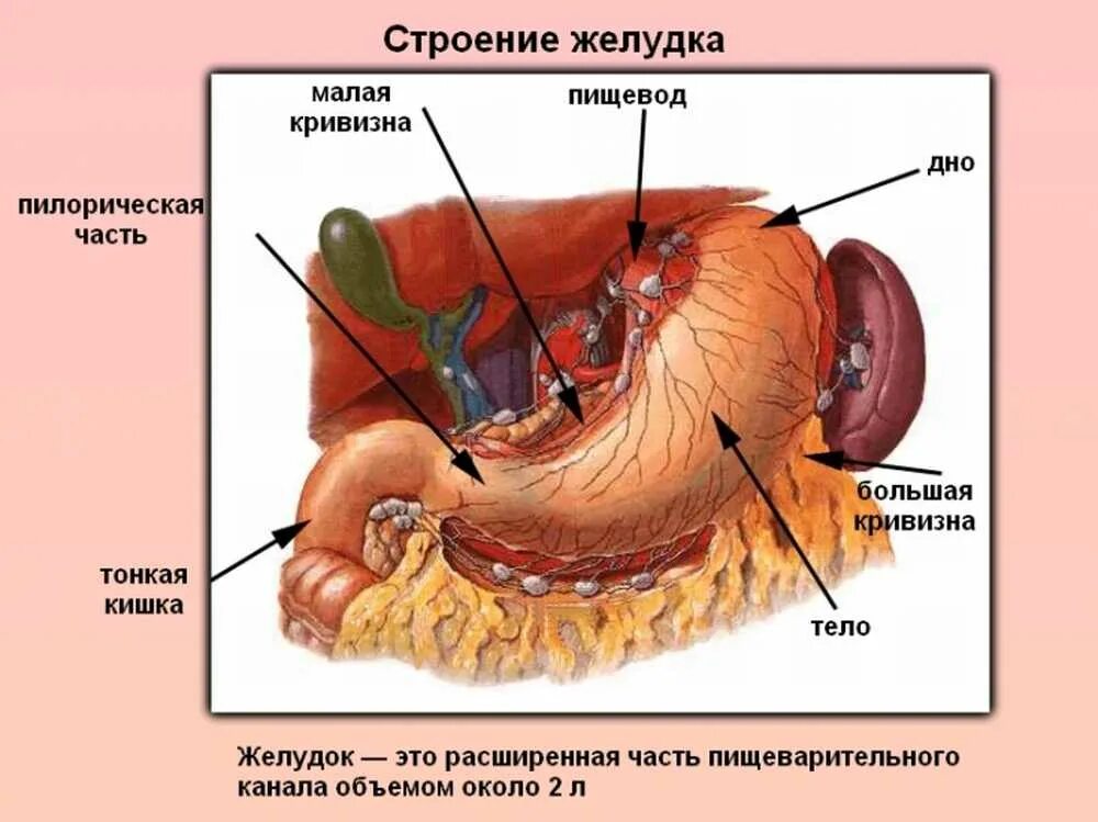 Строение желудка человека анатомия. Желудок строение и функции анатомия. Анатомическое строение,расположение,функции желудка. Внешнее строение желудка. Строение желудка кратко