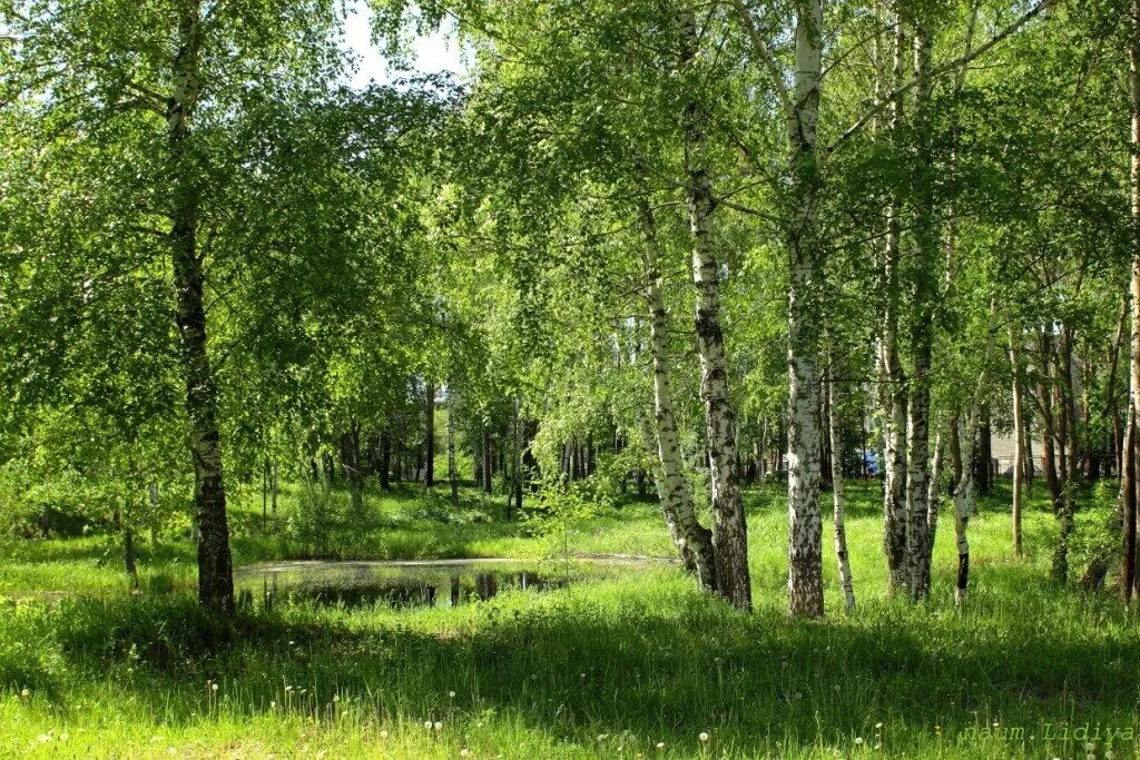В березовой роще распустится первый
