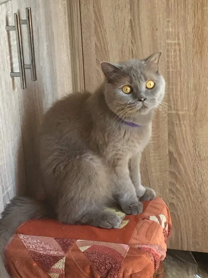 Кастрированные коты шотландские вислоухие. Скоттиш фолд лапы. Во сколько кастрировать шотландца. Во сколько кастрировать шотландца. Стерилизация шотландских вислоухих кошек.
