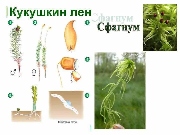 Размножение мха кукушкин лен цикл развития. Цикл развития мха кукушкин лен 6 класс. Размножение моховидных растений схема. Кукушкин лен строение и размножение. Схема кукушкиного льна.