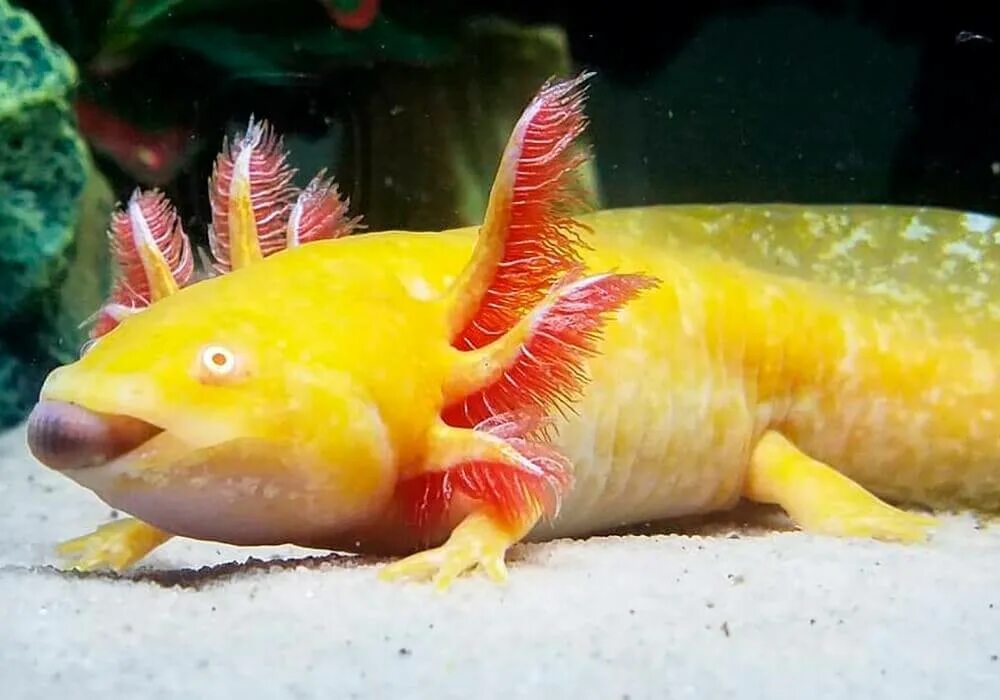 Аксолотль золотой. Аксолотль желтый. Рыбка аксолотль. Аксолотль аквариумный жёлтый.