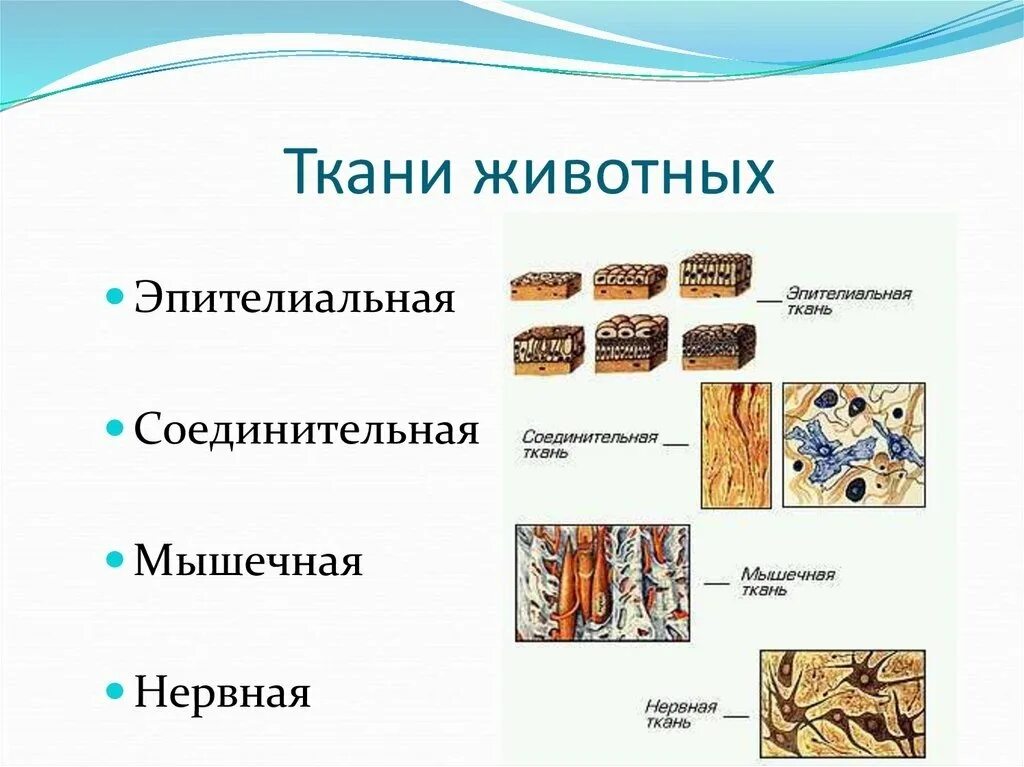 Ткань животных где находится. Ткани животных 5 класс биология функции и строение. ткани животных эпителиальная мышечная нервная. ткани животных и их функции схема. ткани строение 5 класс ткани животных.