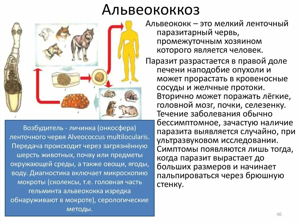 Ленточный червь альвеококк. Пути заражения альвеококка. Альвеококк промежуточный хозяин.