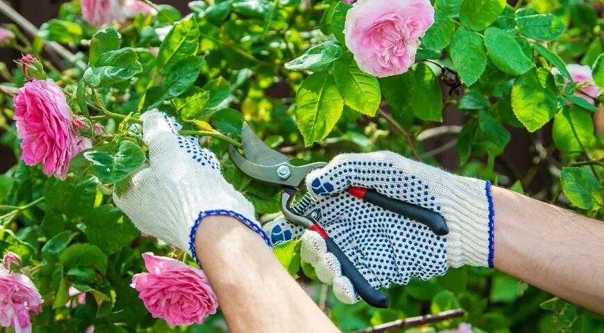 Срезанные цветы. Розы срезанные садовником. Gardener cutting rose bushes. Уход за розой картинка прикольная. Куст розы.