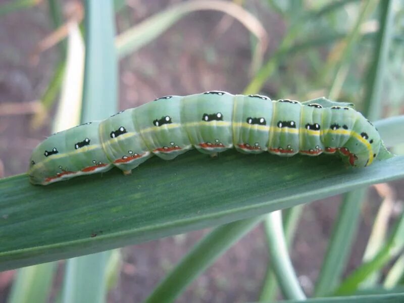 Гусеница с красным шипом. Spica гусеница. Гусеница бабочки кардинал. Рогатая гусеница зелёная. Непарный тутовый шелкопряд.