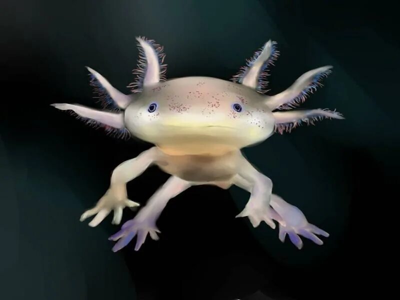 Амфибия это кто