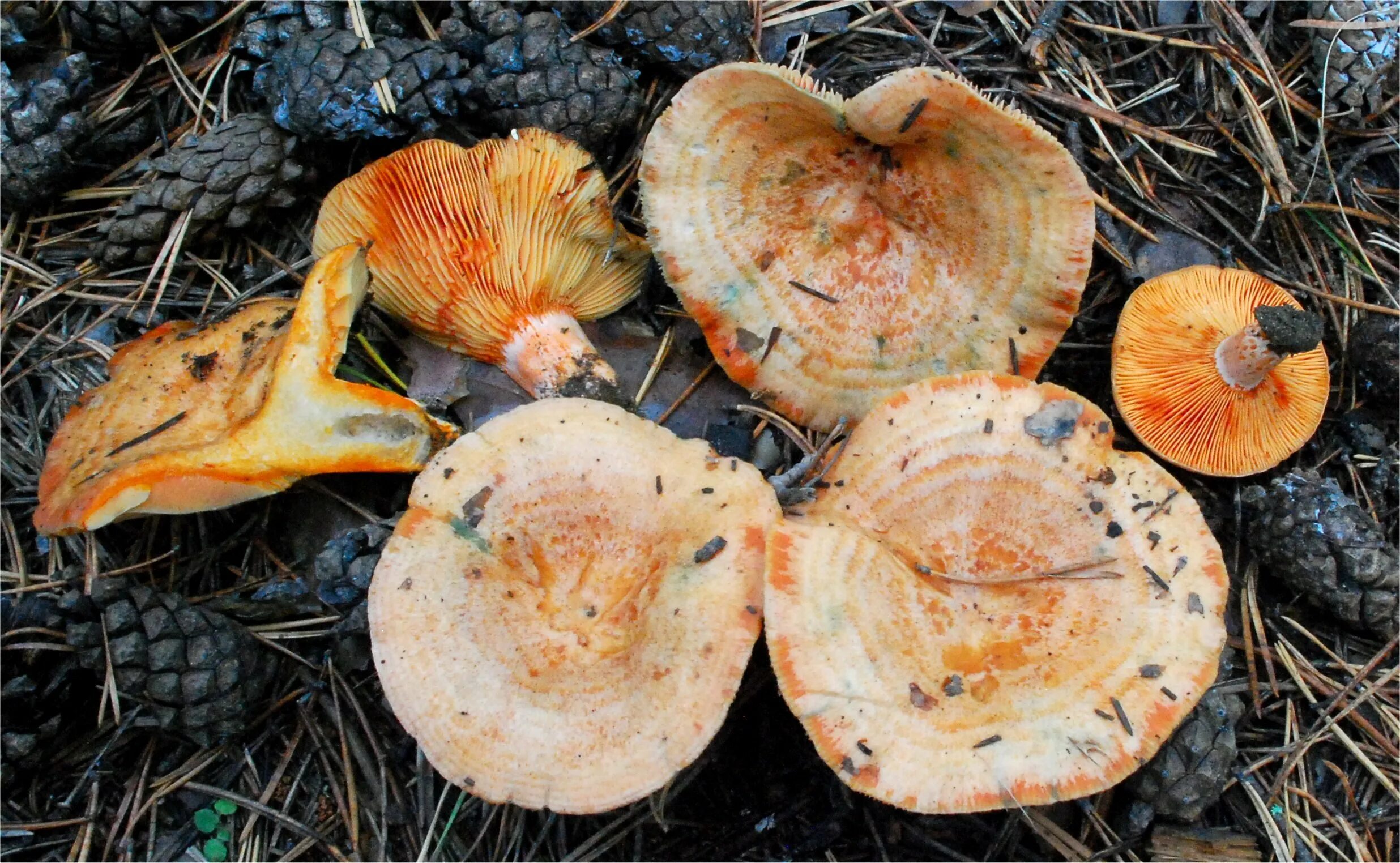 Рыжики грибы фото и описание съедобные. Рыжик сосновый/боровой (lactarius deliciosus);. Царский гриб рыжик. Доклад о грибе рыжик. Рыжик сосновый/боровой (lactarius deliciosus);.