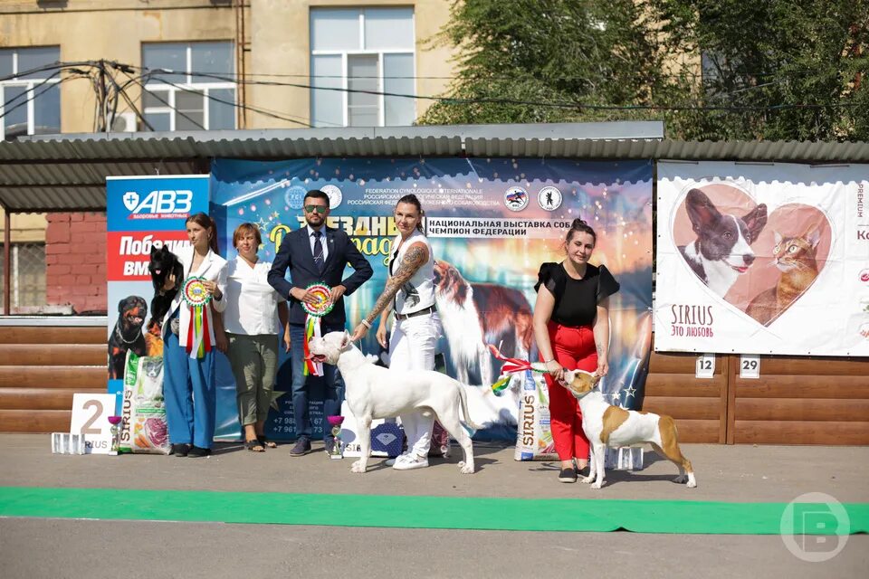 На выставке собак. Выставки собак Волгоград. Выставка собак в Волгограде 2023. Городской конкурс собак.
