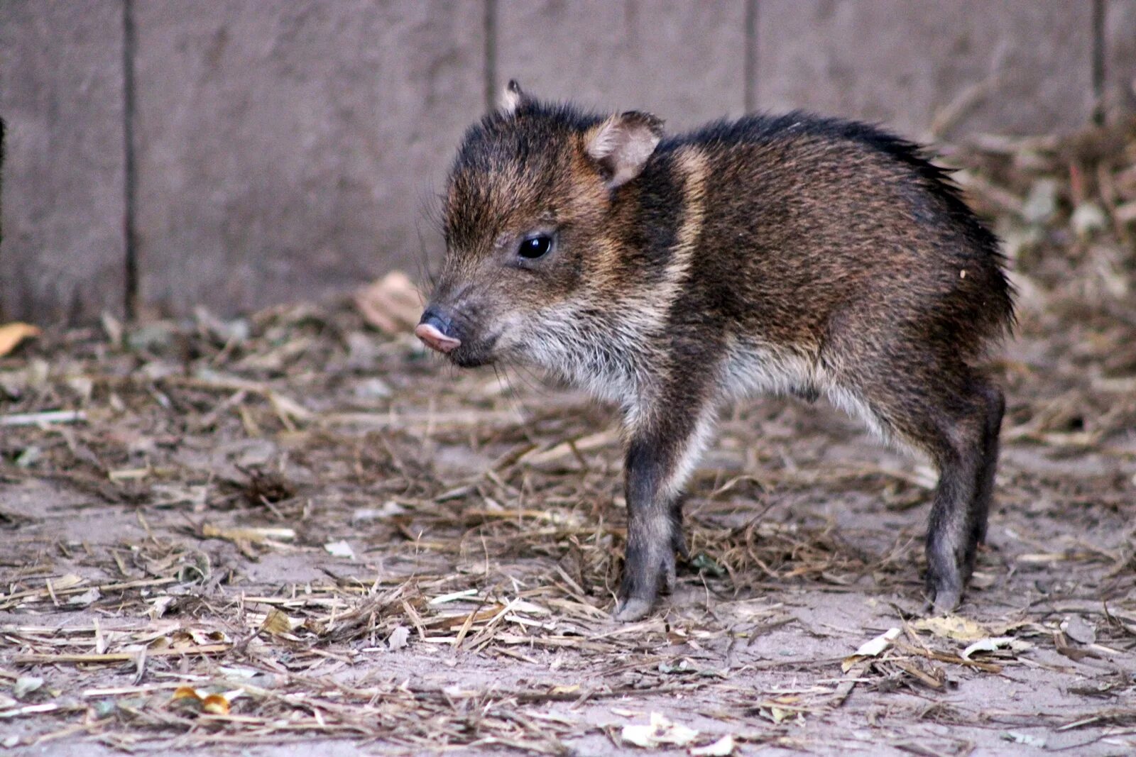 Пекарь животное. Свиньи пекари в южной америке. Дикие свиньи пекари южная америка. Животные ошейниковый пекари. Чакский пекари.