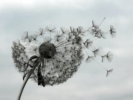 Xassa одуванчик