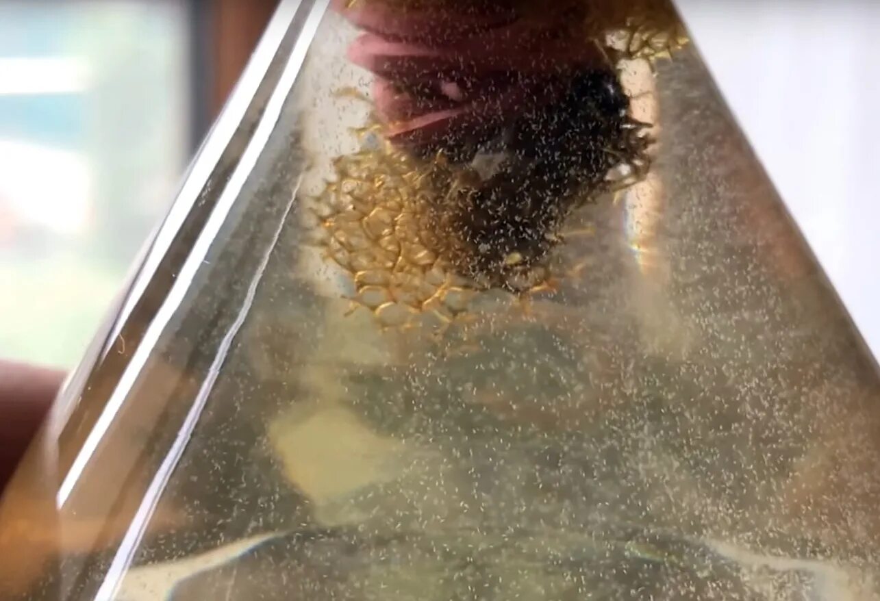 Промышленное разведение артемии салина. Артемия салина корм. Как вырастить рачков артемии. Выращивание цист артемии. Как вырастить рачков артемии.