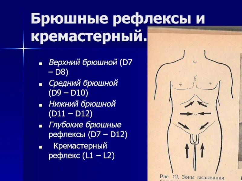 Брюшные рефлексы. Поверхностные брюшные рефлексы. Кожные брюшные рефлексы. Верхний брюшной рефлекс.