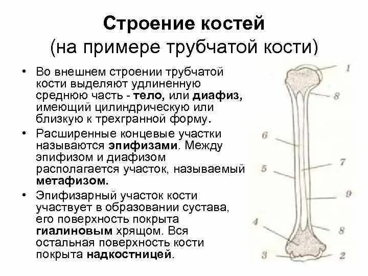 Что образуют трубчатые кости. Трубчатая кость строение. Внешнее строение трубчатой кости. Трубчатая кость эпифиз диафиз метафиз. Характеристика внешнего и внутреннего строения трубчатой кости.