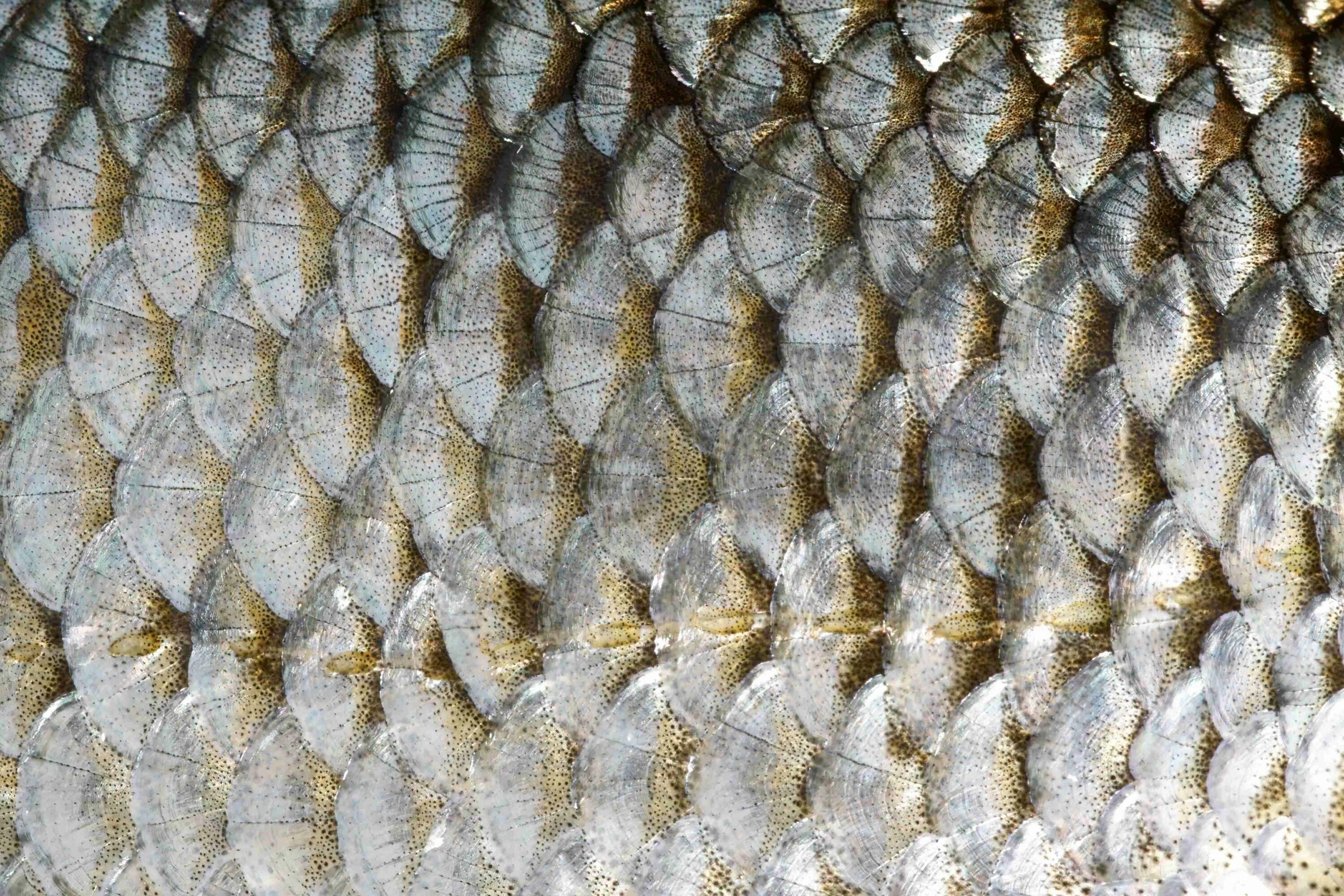 Как расположена чешуя на теле рыбы какое. Рыбья чешуйка. Циклоидная чешуя. Рекс 15 чешуя Титан. Ктеноидная чешуя.