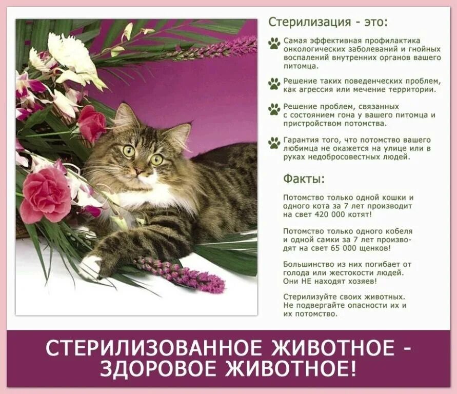 Стерилизация бездомных кошек. Памятка по стерилизации. Стерилизация бездомных животных. Стерилизуй кошку. Стерилизуй животных.