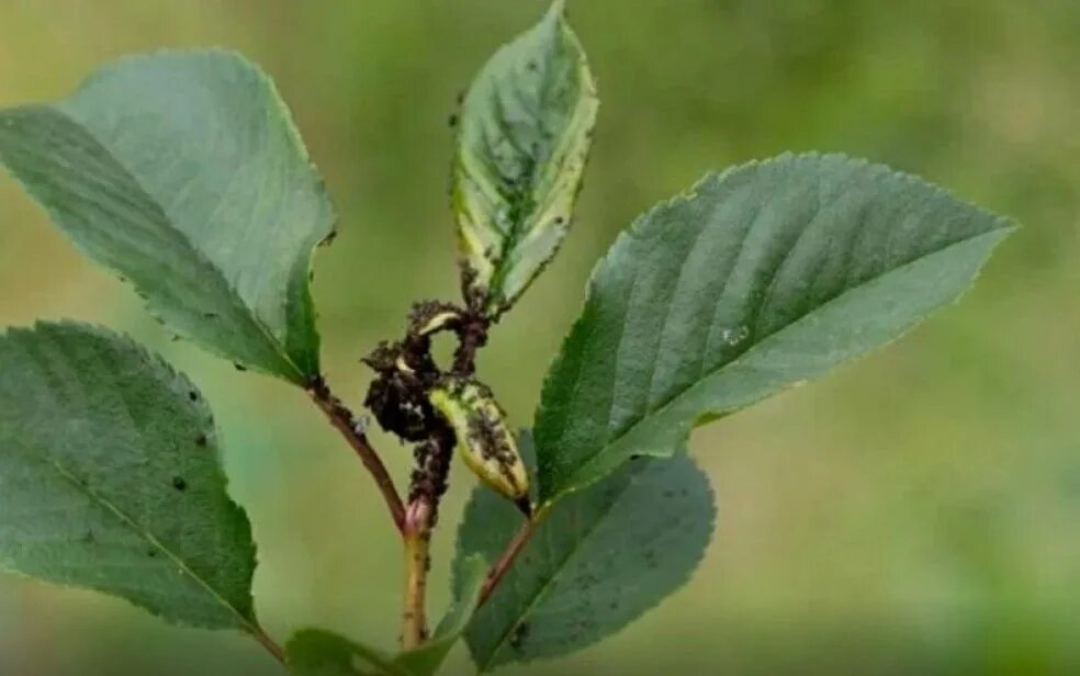 Молодые листья калины. Молодые листья лучше не обрабатывать вообще. Дерен курчавость. Курчавость листьев сливы. Молодые листики смородины.