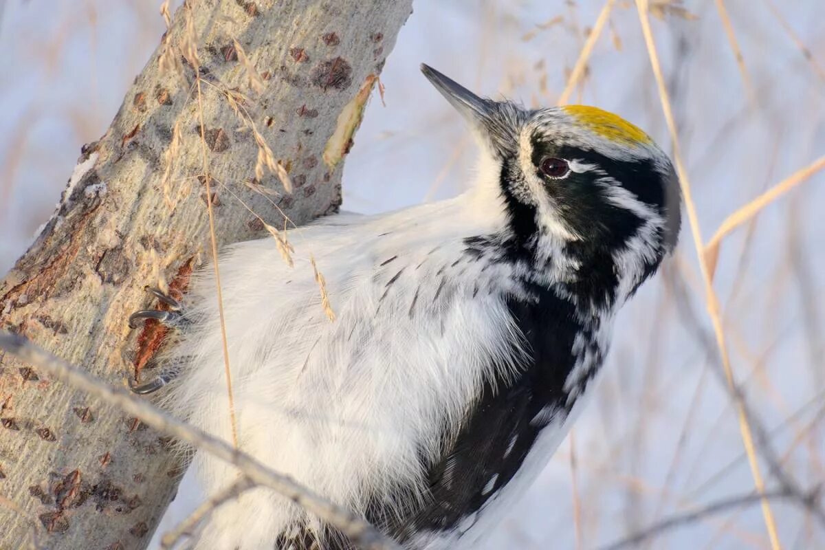 Трехпалый дятел. Трехпалый седой дятел. Трехпалый седой дятел. Желтоголовый дятел. Трехпалый дятел таежный вид собирает.