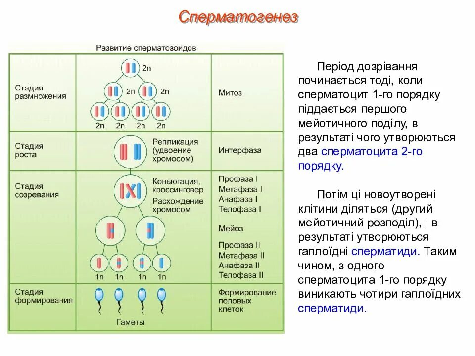 Гаметогенез ЕГЭ теория. Характеристика гаметогенеза таблица. Гаметогенез схема ЕГЭ. Гаметогенез у человека таблица.