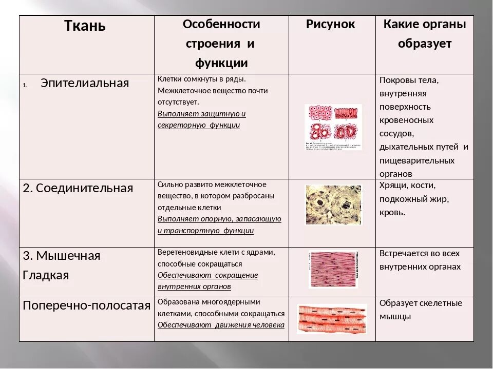 Строение функции тканей организма человека. Ткани животных строение и функции таблица. таблица соединительные ткани и органы. строение эпителиальной ткани животных таблица 6 класс. особенности строения соединительной клетки.