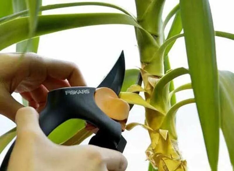 Секатор для стрижки листьев юкки. Ножницы для стрижки бансая. Домашние цветы для новичков. Для обрезки комнатных растений. Обрезка комнатных растений в октябре 2024.