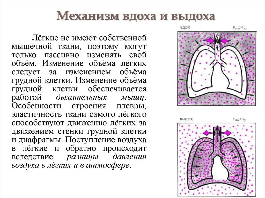 Механизм дыхания жизненная емкость легких 8. Механизмвдрха и выдоха. Механизм вдоха ивыдлха. Механизм вжоха и выдоха. Вдох особенности