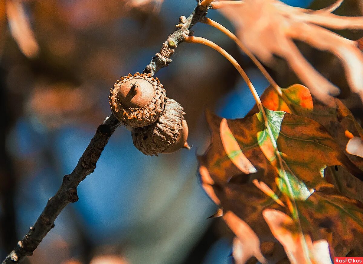 коричневый желудь. маленький желудь. желуди и каштаны. желудь зеленый. дуб красный желуди.