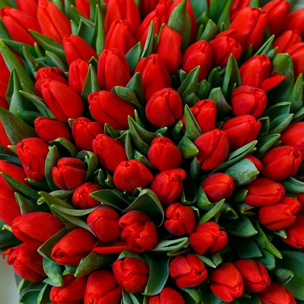 Красные тюльпаны. 101 Красный тюльпан. 101 Тюльпан. Букет 101 тюльпан. Купить тюльпаны недорого интернет магазин
