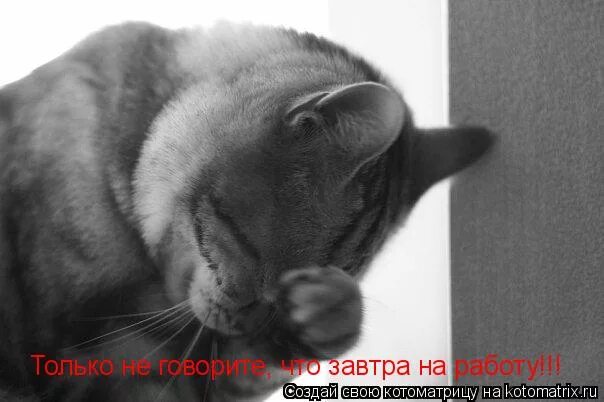Стыдно идти на работу. Мне стыдно. кот завтра на работу. стыдно гиф. завтра опять на работу.