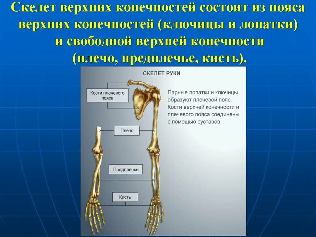 Какими костями образован пояс верхних конечностей. Скелет пояса верхних конечностей. Кости пояса верхней конечности и свободной верхней конечности. Верхняя конечность состоит из. Скелет свободной верхней конечности.