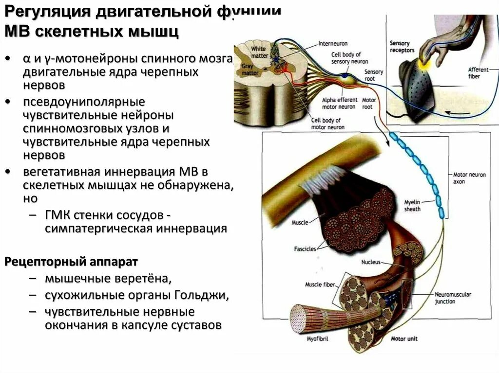 Механизмы регуляции работы скелетных мышц. Регуляция скелетных мышц. регуляция работы скелетных мышц. регуляция двигательной активности скелетных мышц.