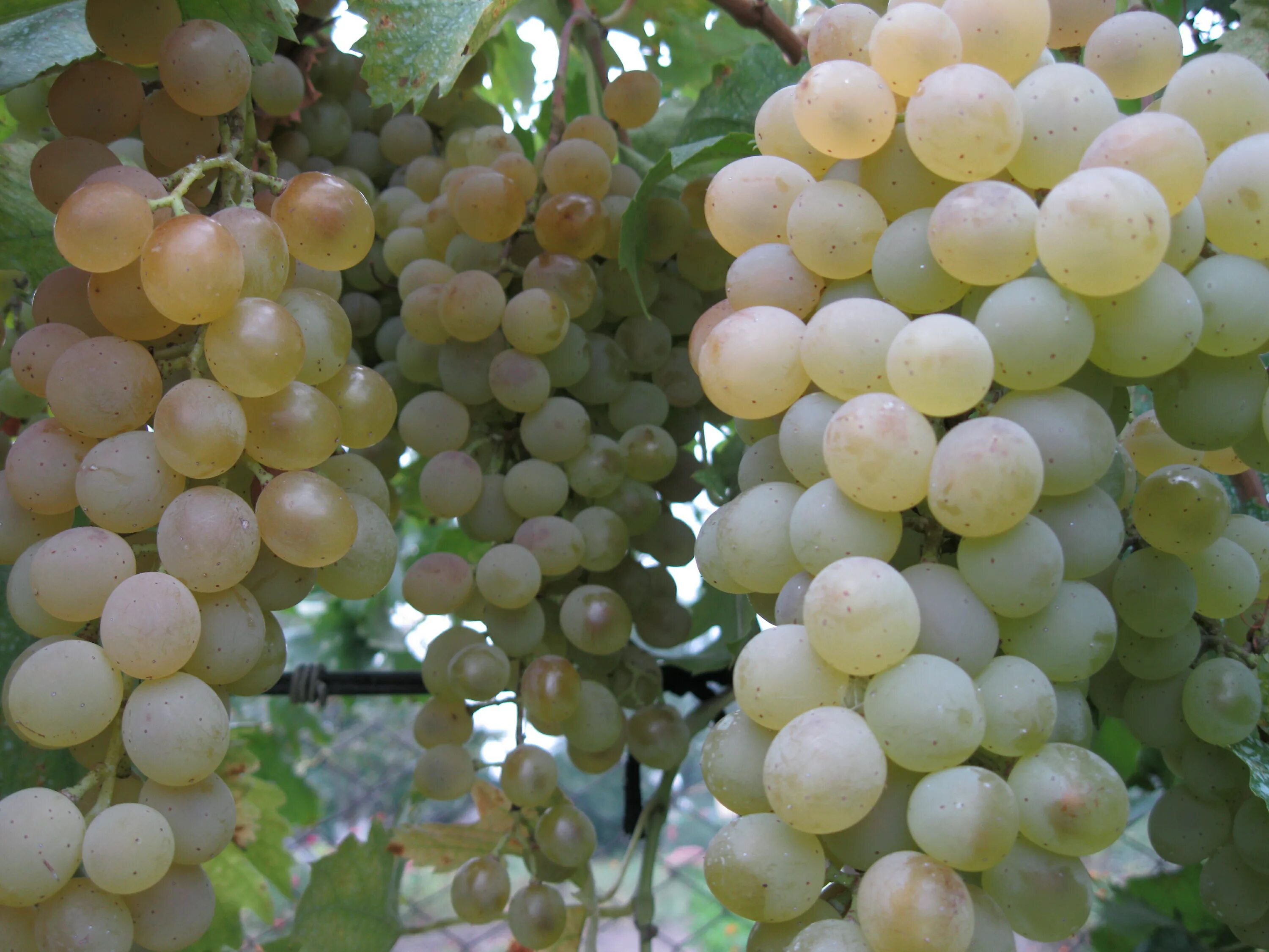 сорт винограда солярис. сорт винограда лидия. мускат венгерский сорт винограда. сорт винограда дружба. сорт винограда дружба.